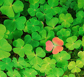 Stampanti vs digitalizzazione: competizione o integrazione?