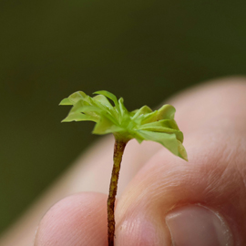 Dalla promessa green alla circolarità misurabile: il futuro sostenibile del printing